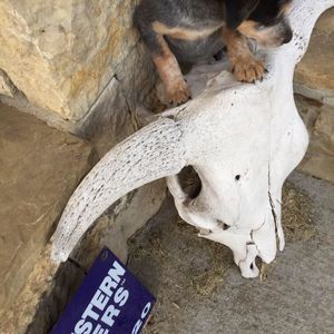 Meet your Posher, Renee